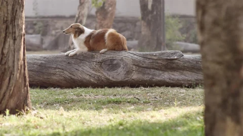 Stock Video Dog Jumping Off A Log Live Wallpaper For PC - Free Live Wallpaper
