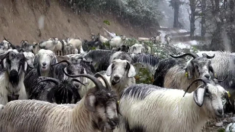 Stock Video Dog In The Middle Of A Goat Herd Live Wallpaper For PC - Free Live Wallpaper