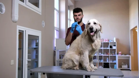 Stock Video Dog Having An Injection Live Wallpaper For PC - Free Live Wallpaper