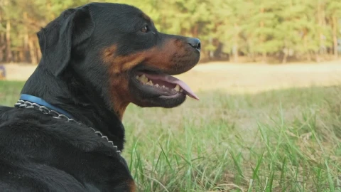 Stock Video Dog In The Forest On A Sunny Day Live Wallpaper For PC - Free Live Wallpaper