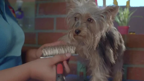 Stock Video Dog Groomer Working With A Little Dog Live Wallpaper For PC - Free Live Wallpaper