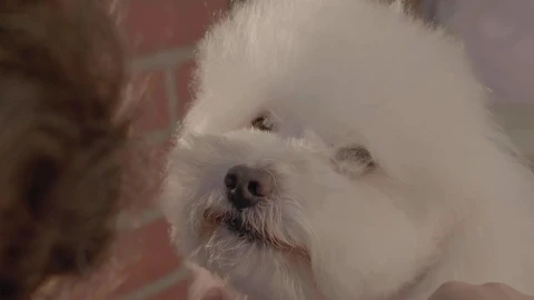 Stock Video Dog Groomer Cutting Hair To A White Dog Live Wallpaper For PC - Free Live Wallpaper