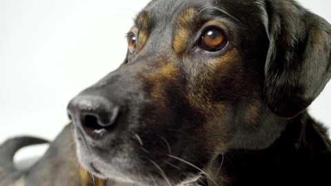 Stock Video Dog Face Close Up Live Wallpaper For PC - Free Live Wallpaper
