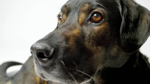 Stock Video Dog Face Close Up At Photo Studio Live Wallpaper For PC - Free Live Wallpaper