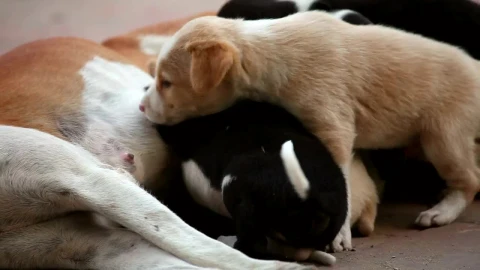 Stock Video Dog Cubs Feeding Live Wallpaper For PC - Free Live Wallpaper