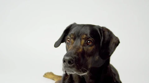 Stock Video Dog Catching Food In Slow Motion Live Wallpaper For PC - Free Live Wallpaper