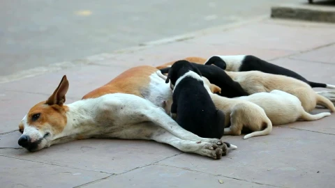 Stock Video Dog Cubs Eating From Their Mother Live Wallpaper For PC - Free Live Wallpaper