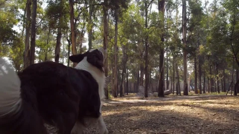 Stock Video Dog Catches A Frisbee In Mid Air Live Wallpaper For PC - Free Live Wallpaper