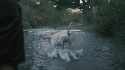 Stock Video Dog Catches A Ball In A River Live Wallpaper For PC - Free Live Wallpaper