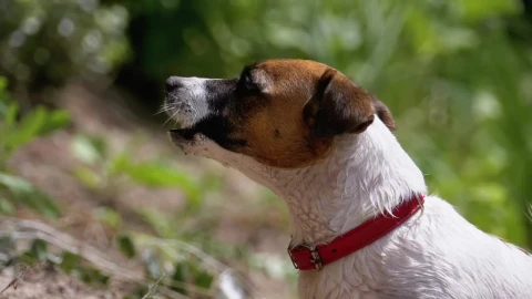 Stock Video Dog Barking In Nature Live Wallpaper For PC - Free Live Wallpaper