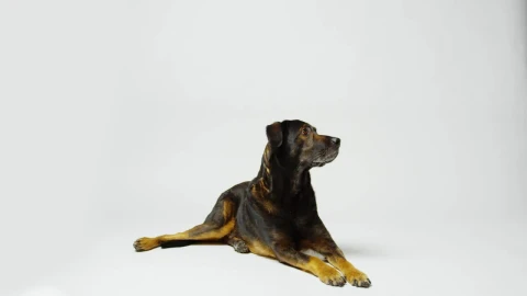 Stock Video Dog Barking On A White Background Live Wallpaper For PC - Free Live Wallpaper