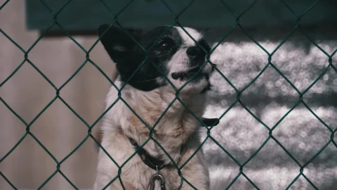 Stock Video Dog Barking Behind A Wire Fence Live Wallpaper For PC - Free Live Wallpaper