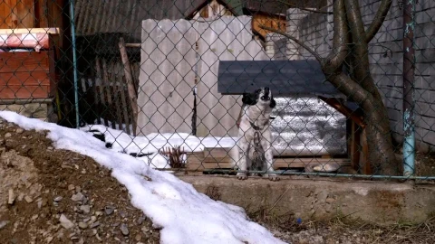 Stock Video Dog Barking Behind A Fence Live Wallpaper For PC - Free Live Wallpaper