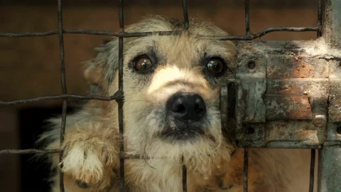 Stock Video Dog Asking For Petting Behind A Cage Live Wallpaper For PC - Free Live Wallpaper