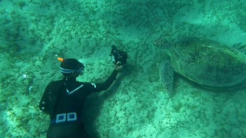 Stock Video Diver Taking A Photo Of A Sea Turtle Live Wallpaper For PC - Free Live Wallpaper