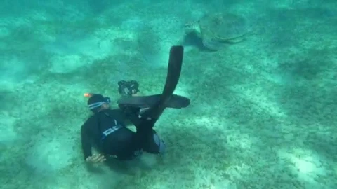 Stock Video Diver Swimming By A Large Turtle  Smal Live Wallpaper For PC - Free Live Wallpaper