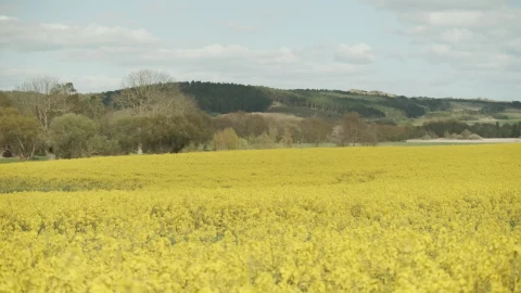 Stock Video Distant Hills And Farmland Live Wallpaper For PC - Free Live Wallpaper