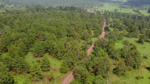 Stock Video Dirt Road That Crosses A Forest From Above Live Wallpaper For PC - Free Live Wallpaper