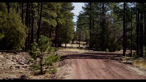 Stock Video Dirt Road In The Sedona Forest Live Wallpaper For PC - Free Live Wallpaper