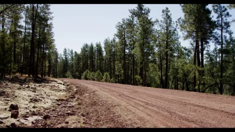 Stock Video Dirt Road In A Forest Live Wallpaper For PC - Free Live Wallpaper
