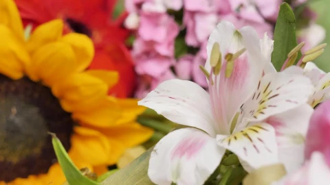 Stock Video Different Types Of Flowers Close Up Shot Live Wallpaper For PC - Free Live Wallpaper