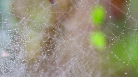 Stock Video Dew On A Spider Web Live Wallpaper For PC - Free Live Wallpaper