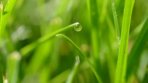 Stock Video Dew Dripping From Bright Grass Live Wallpaper For PC - Free Live Wallpaper
