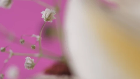 Stock Video Details Of A Flower On A Pink Background Live Wallpaper For PC - Free Live Wallpaper