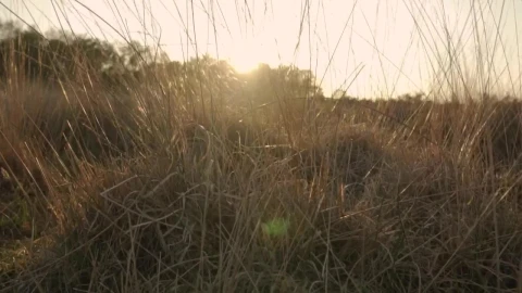 Stock Video Detailed View Of The Dry Herbs Of A Desert Live Wallpaper For PC - Free Live Wallpaper