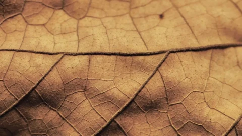 Stock Video Detailed Surface Of A Dry Leaf Live Wallpaper For PC - Free Live Wallpaper
