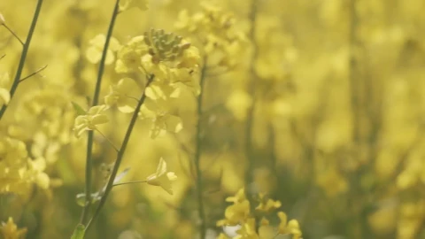 Stock Video Detailed Shot Of Flowering Crops Live Wallpaper For PC - Free Live Wallpaper