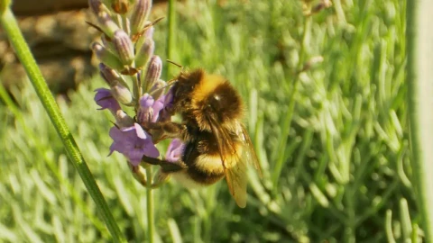 Stock Video Detailed Shot Of A Bee Live Wallpaper For PC - Free Live Wallpaper
