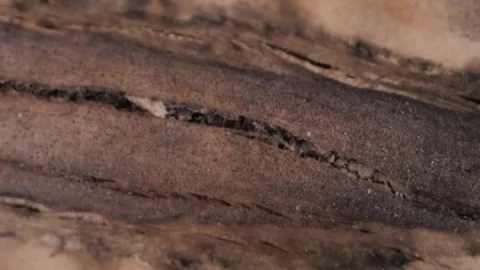 Stock Video Detail View Of The Texture Of A Wooden Board Live Wallpaper For PC - Free Live Wallpaper