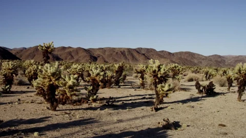 Stock Video Desert Full Of Cacti Live Wallpaper For PC - Free Live Wallpaper