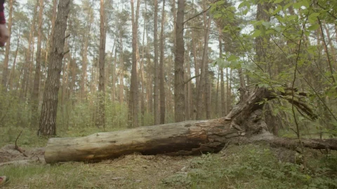 Stock Video Depressed Man Resting On A Log In The Woods Live Wallpaper For PC - Free Live Wallpaper