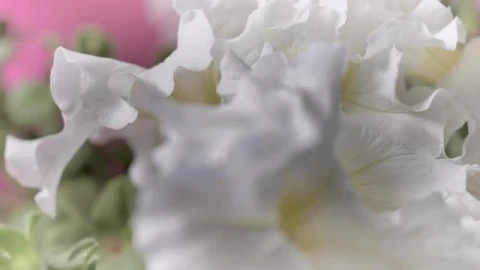 Stock Video Mixkit Flowers With Large White Petals Smal Live Wallpaper For PC - Free Live Wallpaper