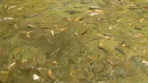 Stock Video Mixkit Fish Feeding In A Large Pond Smal Live Wallpaper For PC - Free Live Wallpaper