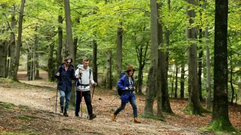 Stock Video Friends Going Camping In The Woods Live Wallpaper For PC - Free Live Wallpaper