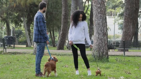 Stock Video Friends Chatting In A Park With One Dog Each Live Wallpaper For PC - Free Live Wallpaper