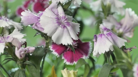 Stock Video Freshly Watered Lilac Flowers Live Wallpaper For PC - Free Live Wallpaper