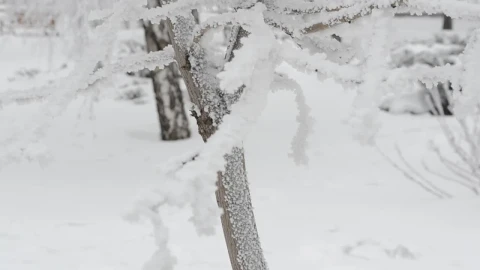 Stock Video Fresh Snow In The Forest Live Wallpaper For PC - Free Live Wallpaper