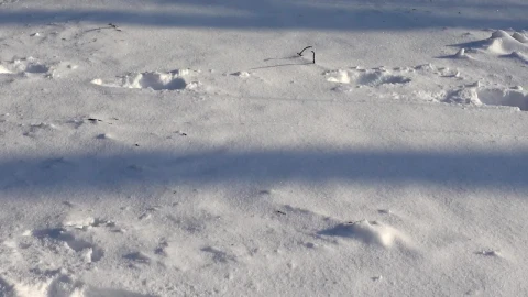 Stock Video Fresh Snow On The Ground Live Wallpaper For PC - Free Live Wallpaper
