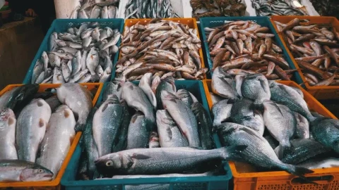 Stock Video Fresh Fish Ready For Sale In The Market Live Wallpaper For PC - Free Live Wallpaper