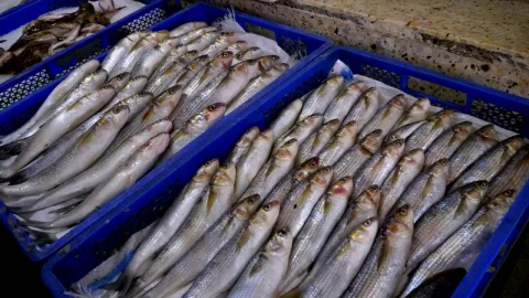 Stock Video Fresh Fish On Ice Trays Ready For Sale Live Wallpaper For PC - Free Live Wallpaper