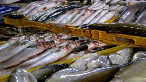 Stock Video Fresh Fish On Ice Trays In The Market Live Wallpaper For PC - Free Live Wallpaper