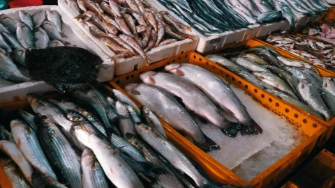 Stock Video Fresh Fish On Ice Trays Live Wallpaper For PC - Free Live Wallpaper