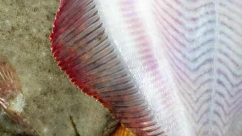 Stock Video Fresh Fish Fillets Live Wallpaper For PC - Free Live Wallpaper
