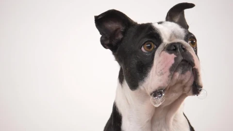 Stock Video French Bulldog Eating A Treat In Slow Motion Live Wallpaper For PC - Free Live Wallpaper