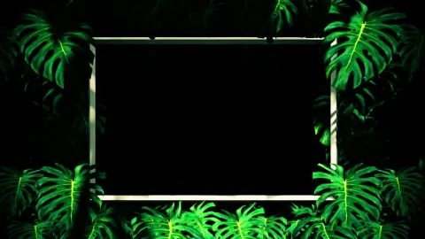 Stock Video Frames Between Tropical Tree Leaves Loop Video Live Wallpaper For PC - Free Live Wallpaper