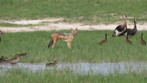 Stock Video Fox Hunting Birds In A Pond Live Wallpaper For PC - Free Live Wallpaper